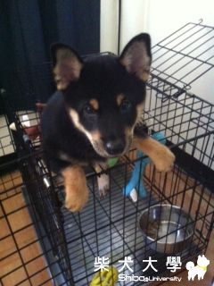 拔拔你看我厲不厲害阿(原發表者:小黑妹)(相簿)