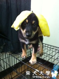 我也過中秋唷~最新"麻豆"(原發表者:小黑妹)(相簿)