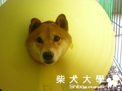 yuki妹妹近照(原發表者:小雪姐)(相簿)