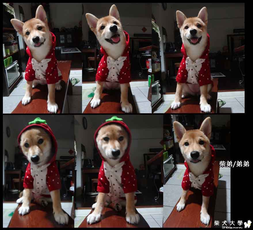 越來越可愛的弟弟(原發表者:梨子)(相簿)