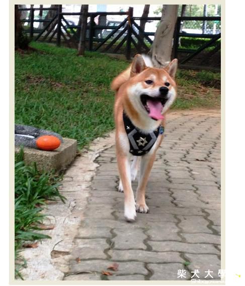 拔拔變聰明了~週末假日的運動寫真--柴犬吉谷之你丟我撿(原發表者:吉谷家)(相簿)