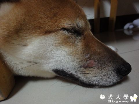 破相(原發表者:澎將哥)(相簿)