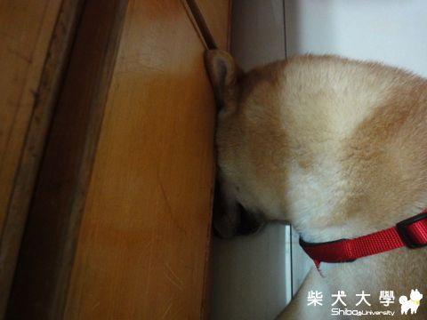 頂著比較好睡????(原發表者:澎將哥)(相簿)