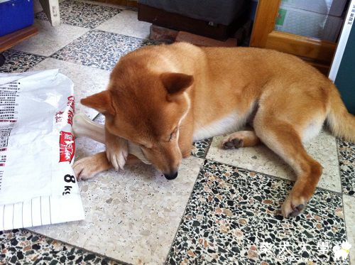 50摳像狐狸照(原發表者:shiauyu428)(相簿)