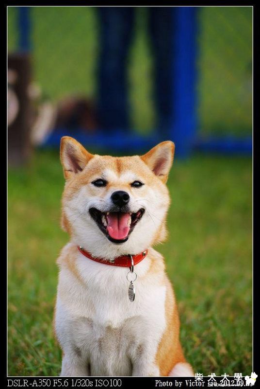 1010923 蘆堤寵物公園(原發表者:nicole92)(相簿)