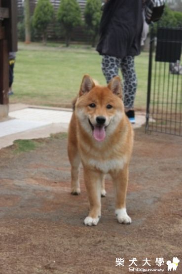 換毛囉~(原發表者:哈吉的爹)(相簿)