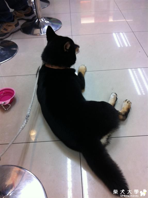 請叫我臭狗(原發表者:菲菲)(相簿)