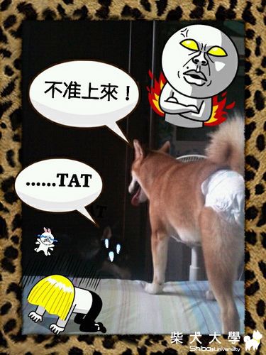 我是KING!!!!~~^3^~~(原發表者:MOMO主人)(相簿)