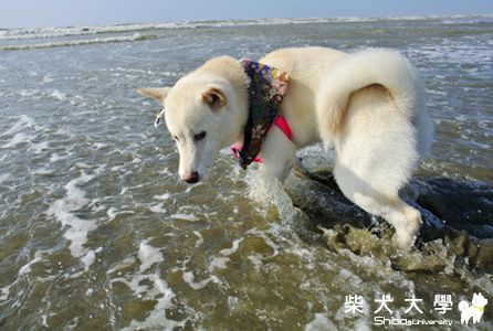 阿仔通霄踏浪去(原發表者:pinky39)(相簿)