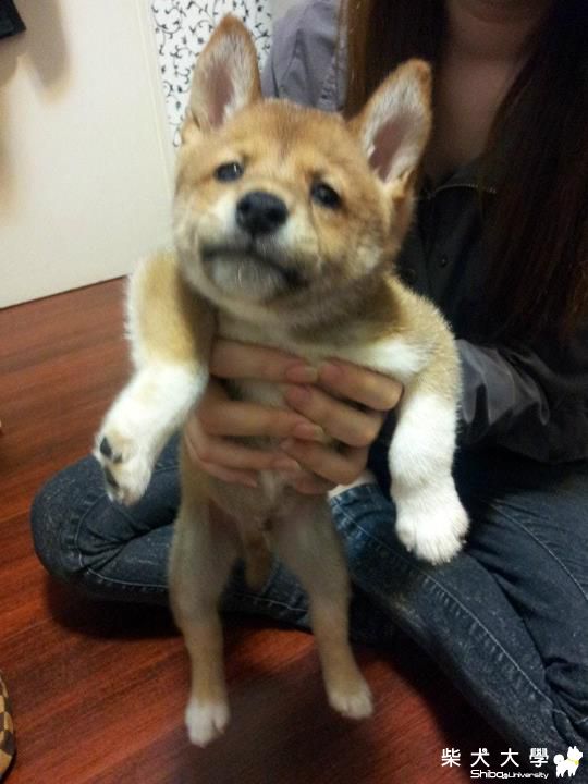 我們家的樂樂寶貝的可愛照~~~~(原發表者:王宥芯)(相簿)