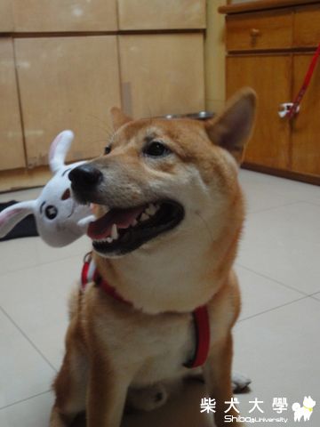 澎將揹著兔娃娃(原發表者:澎將哥)(相簿)