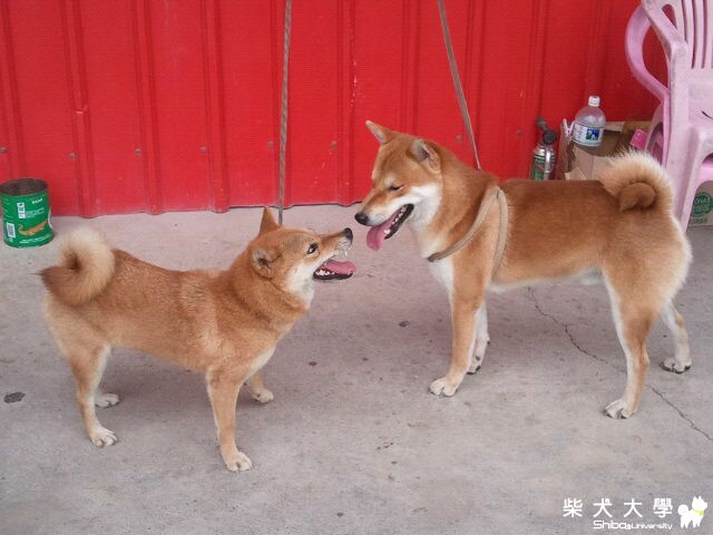 布丁離開的第一天!(原發表者:ericrong)(相簿)