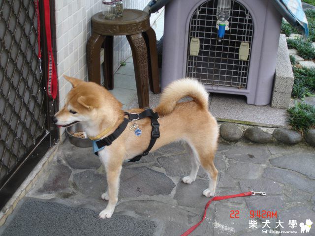 妞妞來寄宿(原發表者:peigo)(相簿)