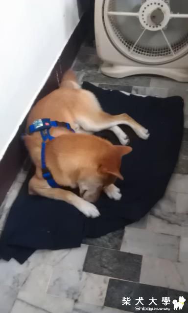 這樣睡覺..(原發表者:DuckSu)(相簿)