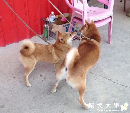 布丁離開的.後續...(原發表者:ericrong)(相簿)