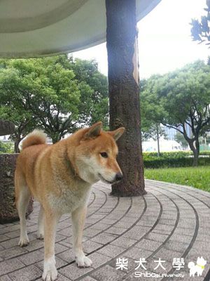 【基隆市】內湖成功路交流道旁邊石潭公園發現祡犬(原發表者:波麻)
