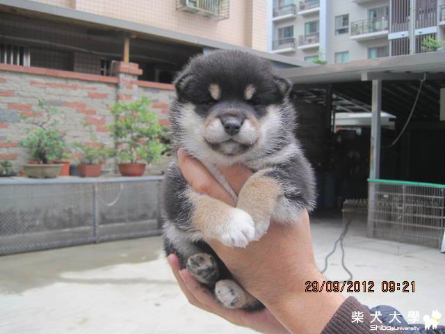 禾風犬舍黑色柴犬幼母照片分享(原發表者:禾風柴犬)(相簿)