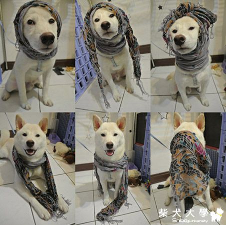 阿仔仔示範絲巾圍法(原發表者:pinky39)(相簿)