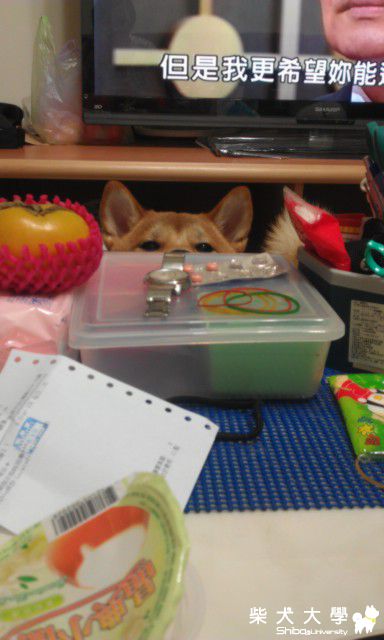 哀怨的眼神(原發表者:DuckSu)(相簿)