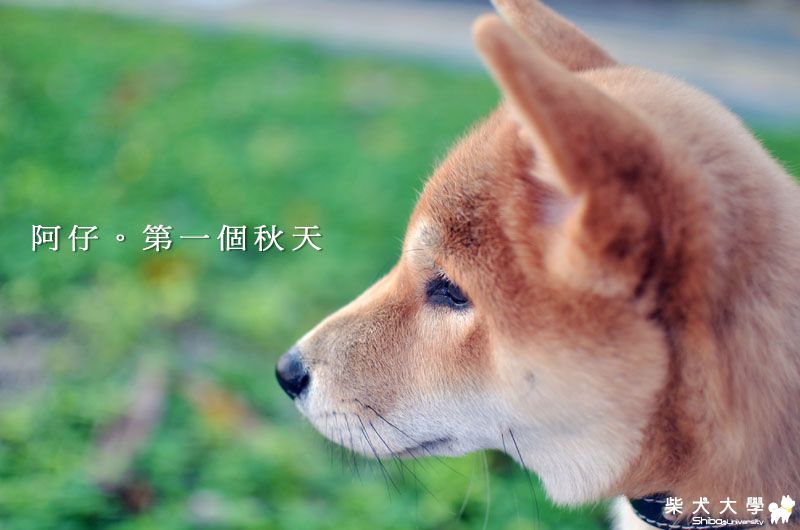 阿仔。秋天來了～(原發表者:朱元宏)(相簿)