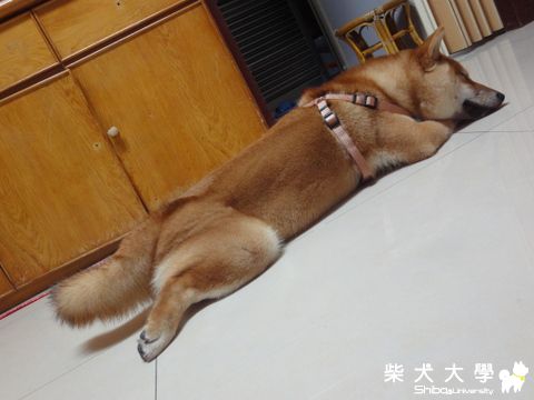 趴著睡~尾巴懸空?(原發表者:澎將哥)(相簿)