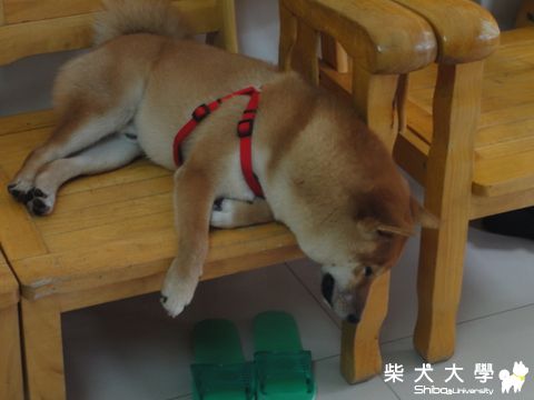 這樣頭不會酸喔?(原發表者:澎將哥)(相簿)