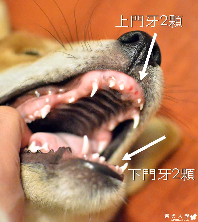 阿仔。門牙掉了(原發表者:朱元宏)(相簿)