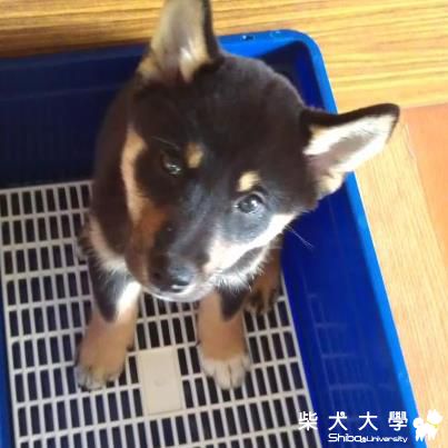 是你在看我?還是我在看你?(原發表者:Frankie拔)(相簿)