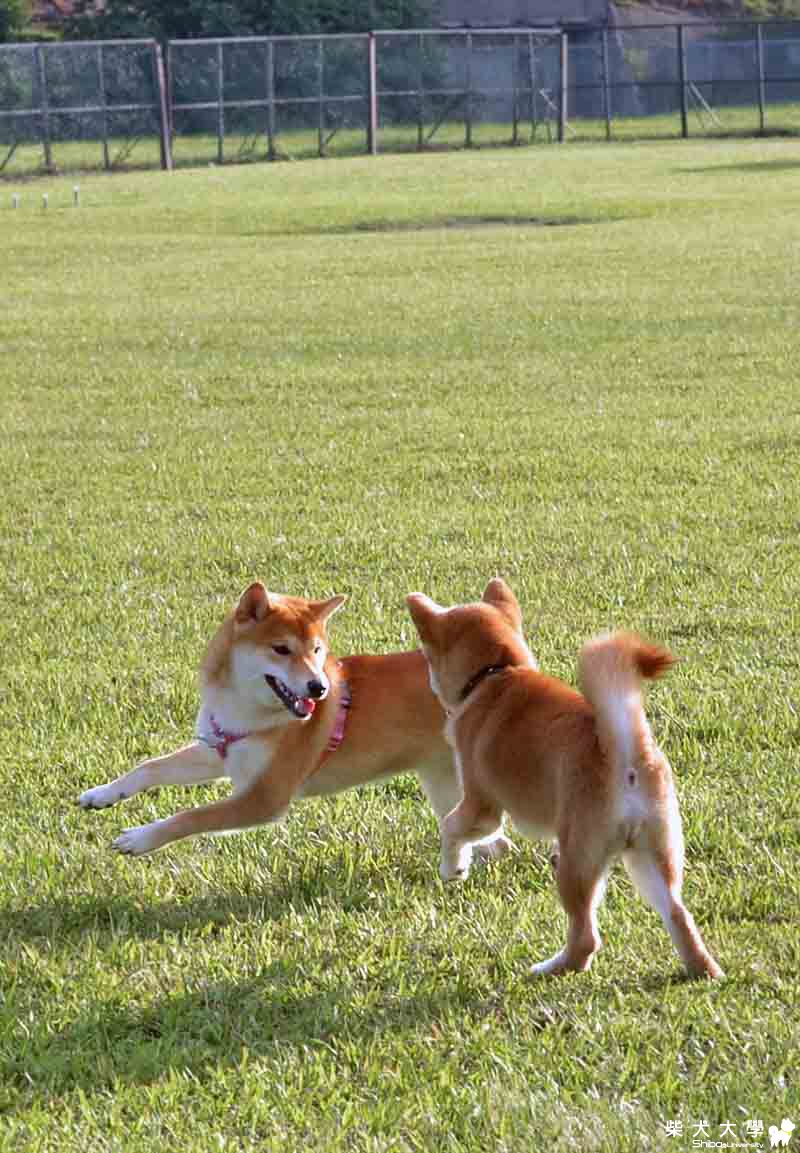 阿仔。與球球の約會(原發表者:朱元宏)(相簿)
