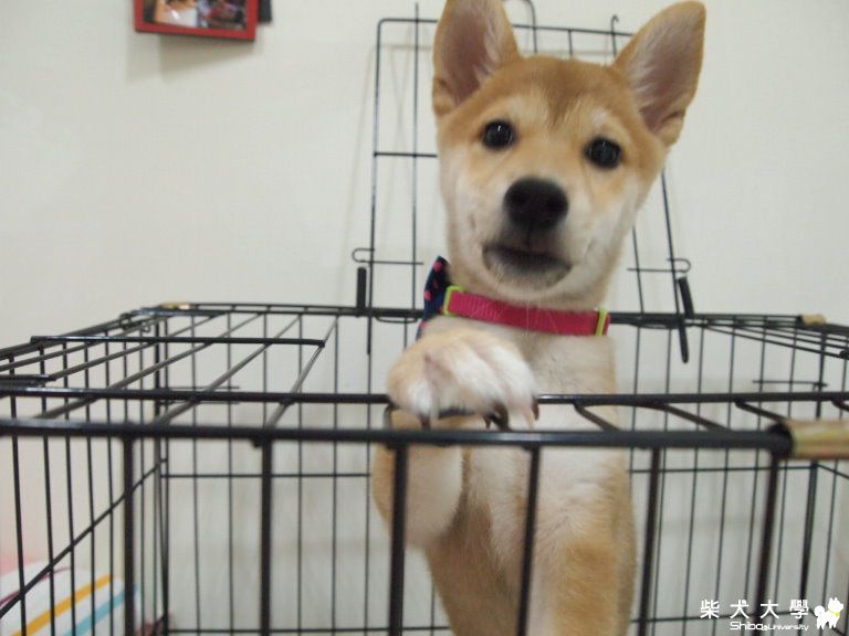 放我出去啊~~~~~~~~~~~(原發表者:嘻嘻拔)(相簿)