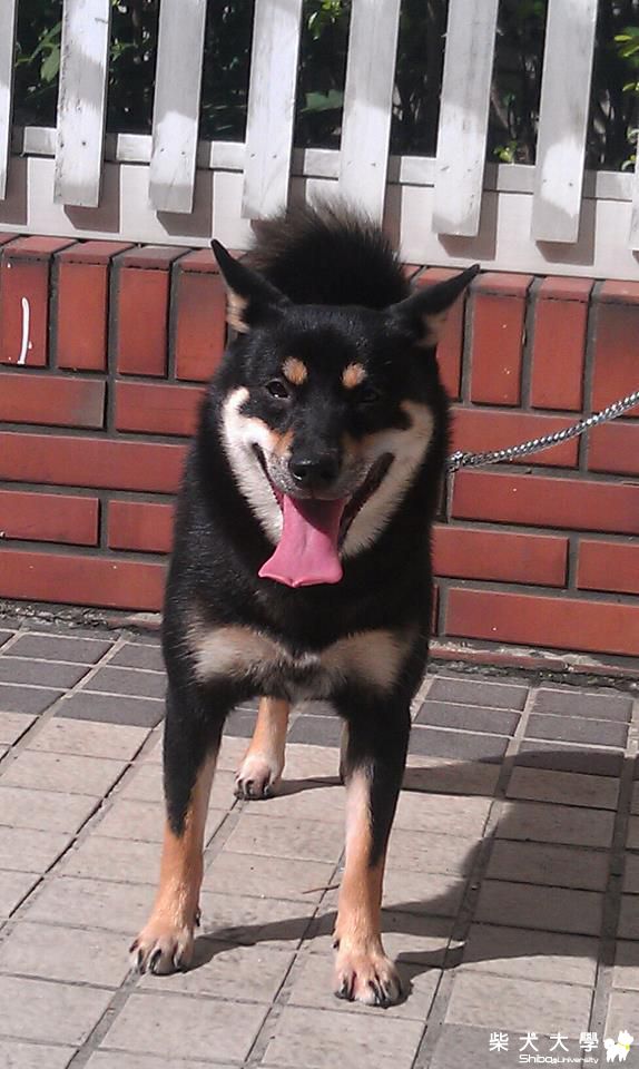 快滿十個月的妞妞(原發表者:andy1977h)(相簿)