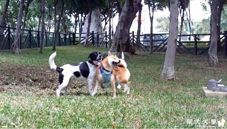 吉谷今天的豔遇&拔拔要找吉谷練伸卡球-101.10.10(原發表者:吉谷家)(相簿)