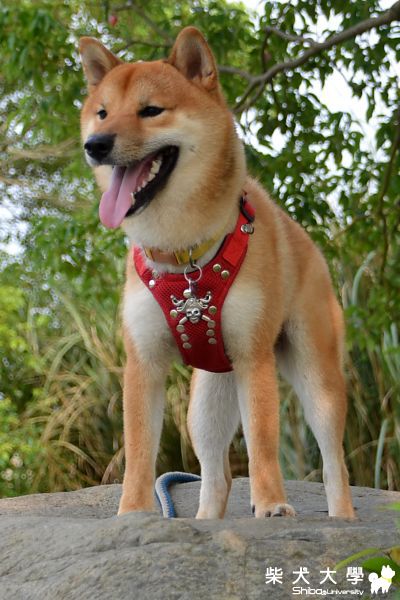 Nicky---我要當海柴王之睥睨天下(原發表者:Nicky拔)(相簿)