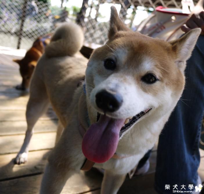 宜蘭小小柴聚(肉包弟弟家)(原發表者:肉包姐姐)(相簿)