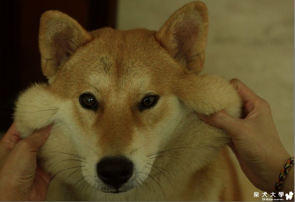 大福～松鼠臉改造(原發表者:大福家)(相簿)