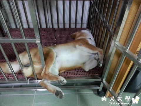 厲害的睡姿~(原發表者:一路家)(相簿)