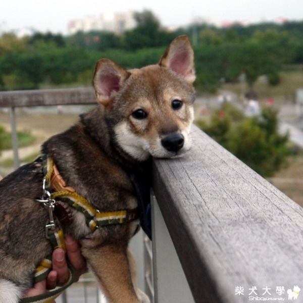 加祿寶徵犬啟事(原發表者:darren0529)(相簿)