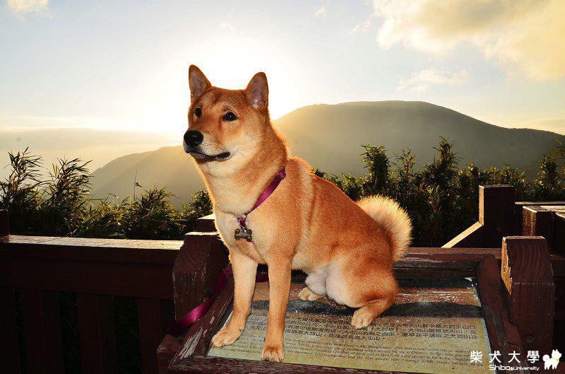 陽光阿財(原發表者:bgn357)(相簿)