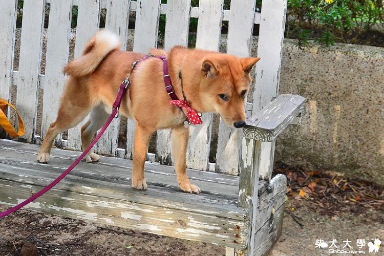 阿財不愛笑(原發表者:bgn357)(相簿)