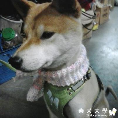 我家大哥圍著我織給牠的愛的圍巾喔(原發表者:大哥媽咪)(相簿)