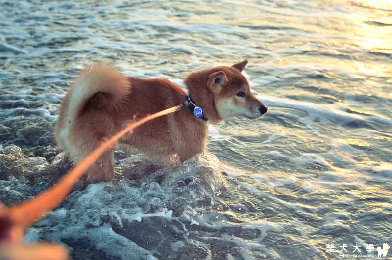 阿仔。上山下海(原發表者:朱元宏)(相簿)