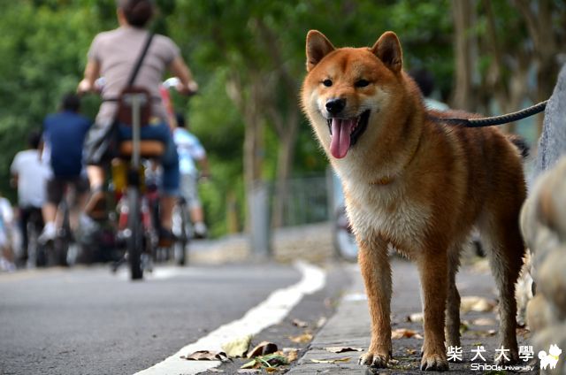 Nicky--落湯柴之冷眼看自行車道(原發表者:Nicky拔)(相簿)