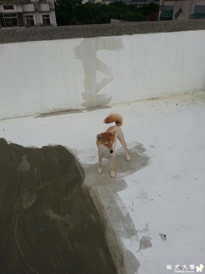 報告有狐狸~~~Kiwi北鼻(原發表者:kiwi北鼻)(相簿)