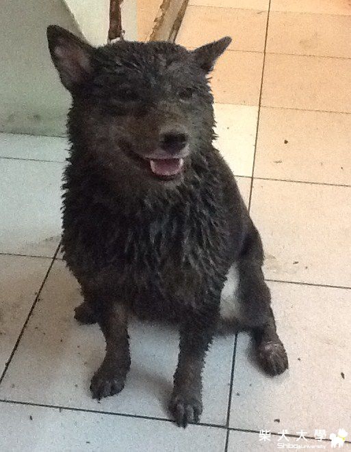 泥漿來寶...(原發表者:babycat_tw)(相簿)