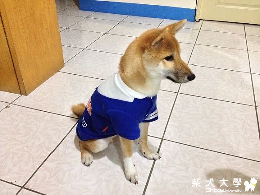 Ailon的第一件新衣服~(原發表者:Ailon拔)(相簿)