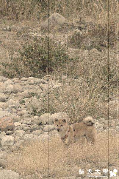 大家來找柴之旱溪河床(原發表者:Nicky拔)(相簿)