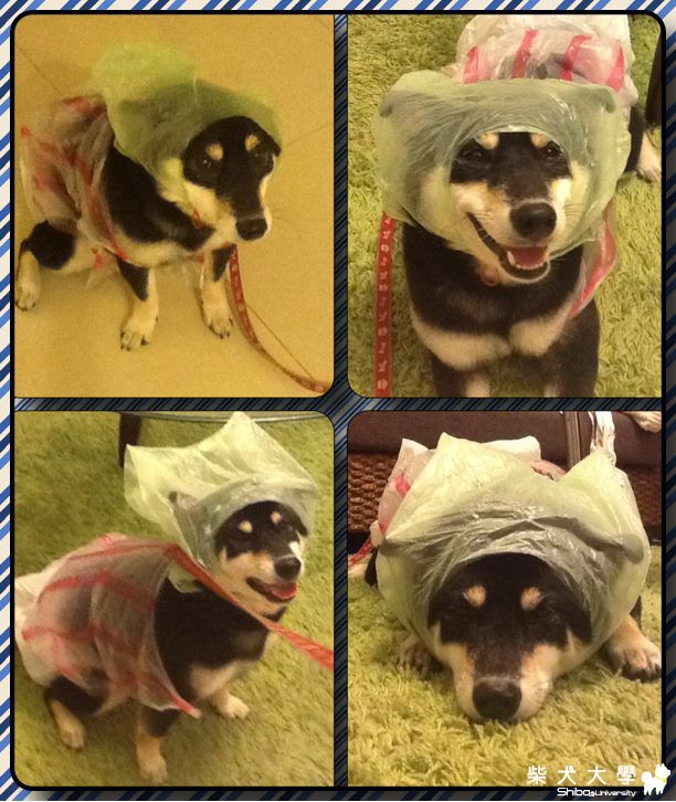 來寶的三件式臨時雨衣(原發表者:babycat_tw)(相簿)