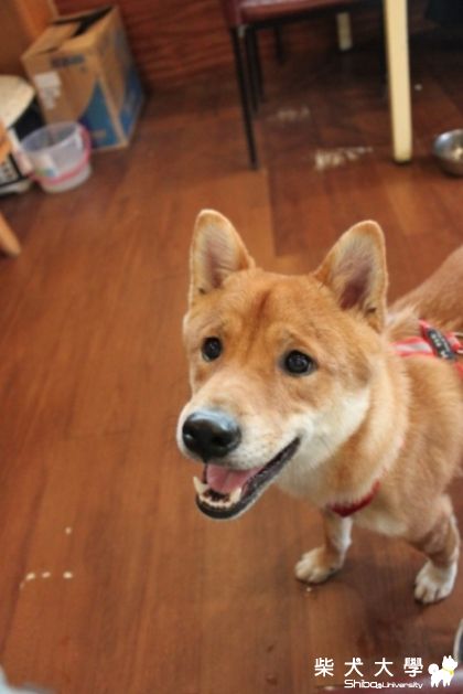 哈吉近照(原發表者:哈吉的爹)(相簿)