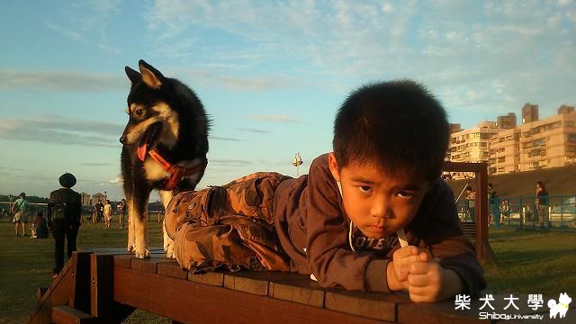 假日的蘆堤狗公園真熱鬧^^COLA跑跑去嚕(原發表者:COLA拔)(相簿)