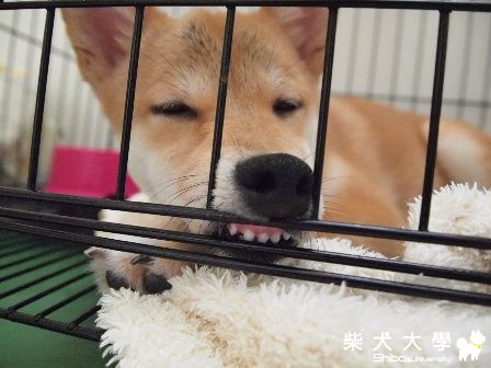 與籠子的親密接觸(原發表者:嘻嘻拔)(相簿)